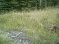 mountain lion female