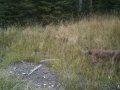 mountain lion female and cub