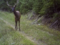 Young bull elk