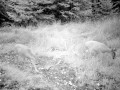 Two young whitetails